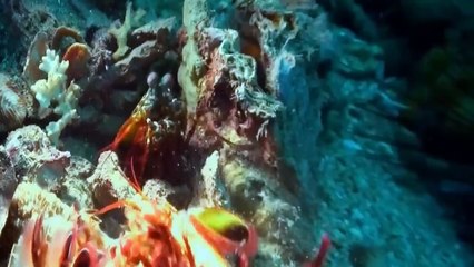 Nat Geo Wild HD Ninja Camarón Documental de National Geographic - 2016