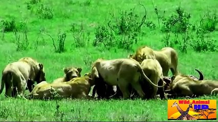 Animal Attack Compilation animal attack,animal fights,funny animal