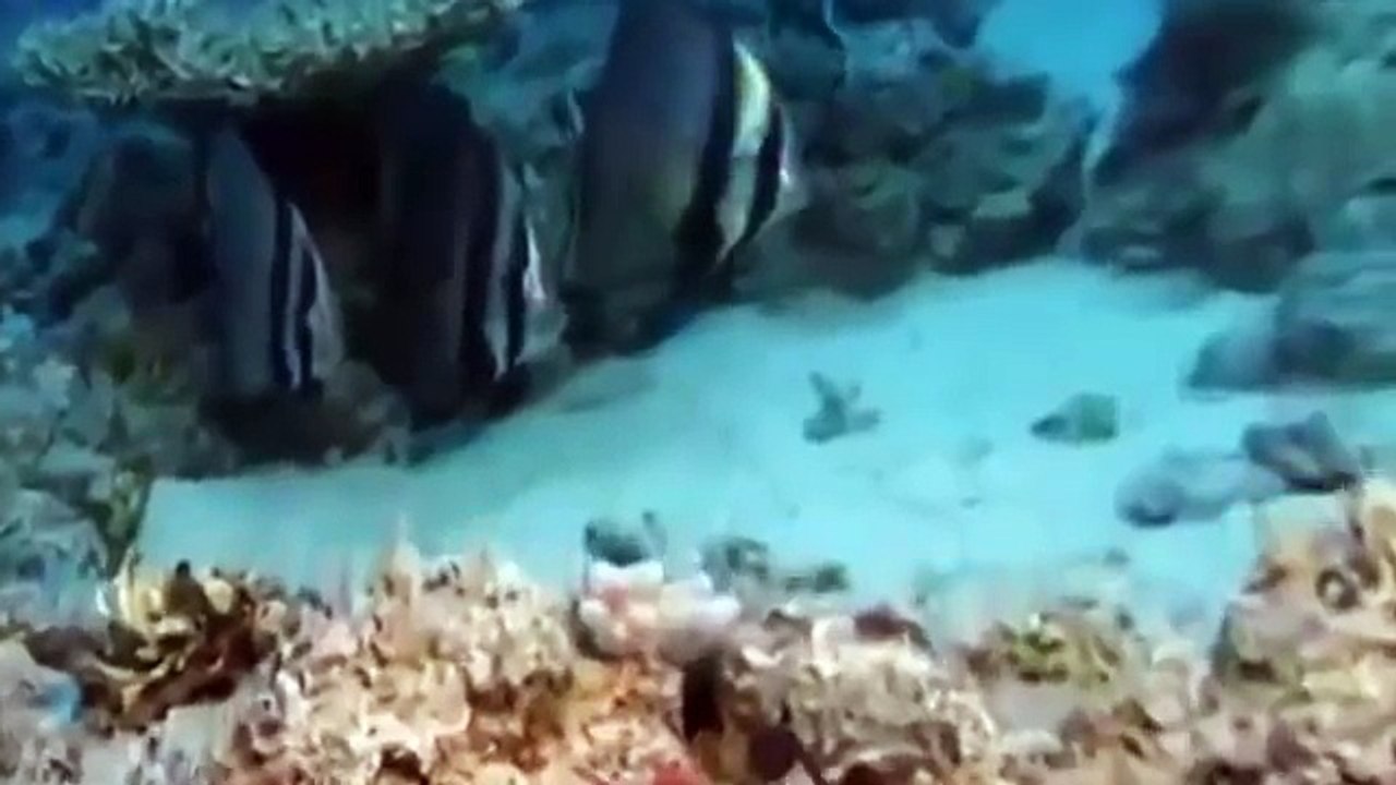 Animal Attack Documentary | Wildlife Documentary