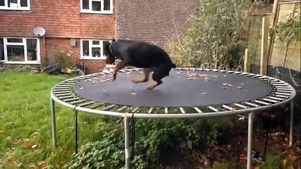 Un Rottweiler Sale Per La Prima Volta Sul Trampolino: Mai Vista Tanta Euforia!