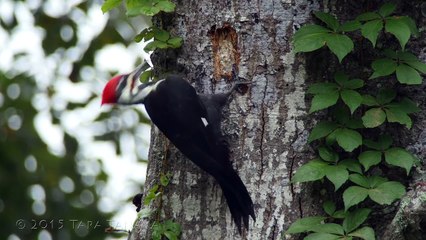 Timelapse of a Pileated Woodpecker creating a cavity
