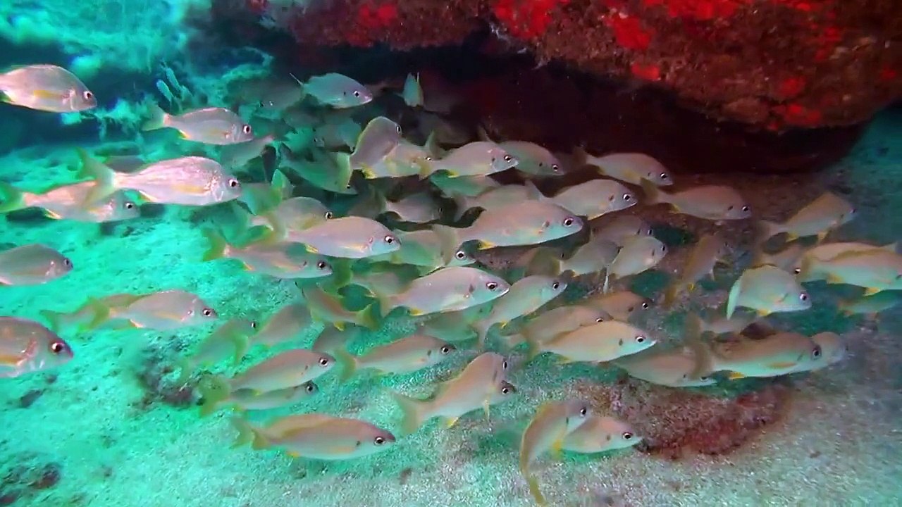 Diving tenerife