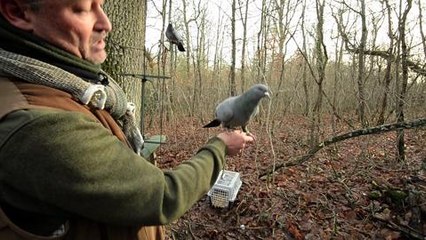 Pigeon appelants vivants