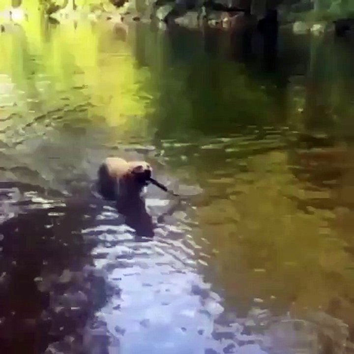 Anjing ini Bisa Akrobat Kayu