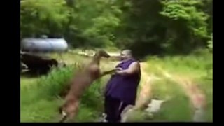 Best animal attacks caught on tape _ when animals attack funny videos