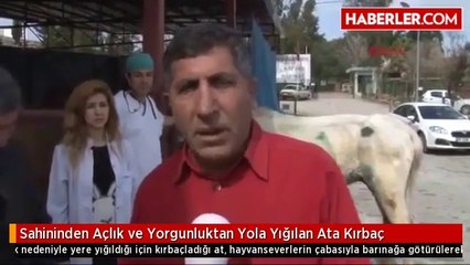 Sahininden Açlık ve Yorgunluktan Yola Yığılan Ata Kırbaç