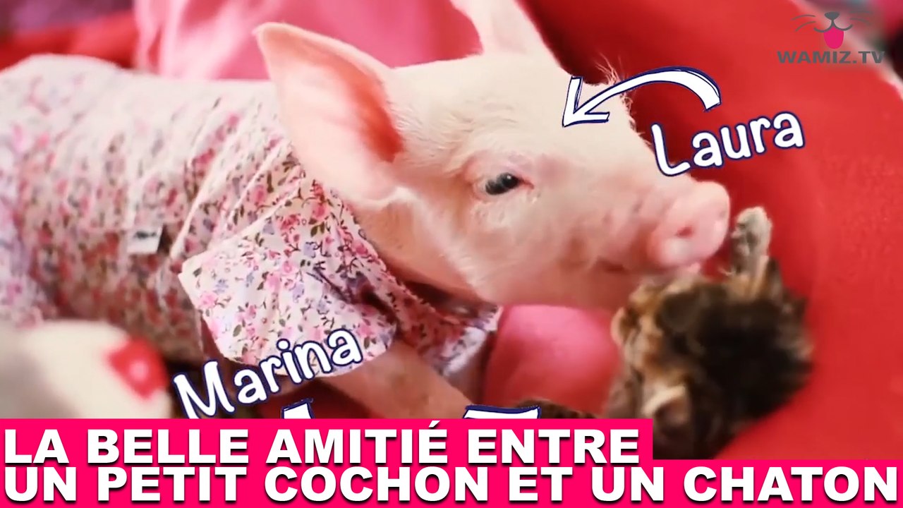 La belle amitié entre un petit cochon et un chaton ! À regarder tout de suite dans la minute chat #144