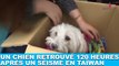 Un chien retrouvé 120 heures après un séisme en Taïwan ! Un miracle dans la minute chien #141