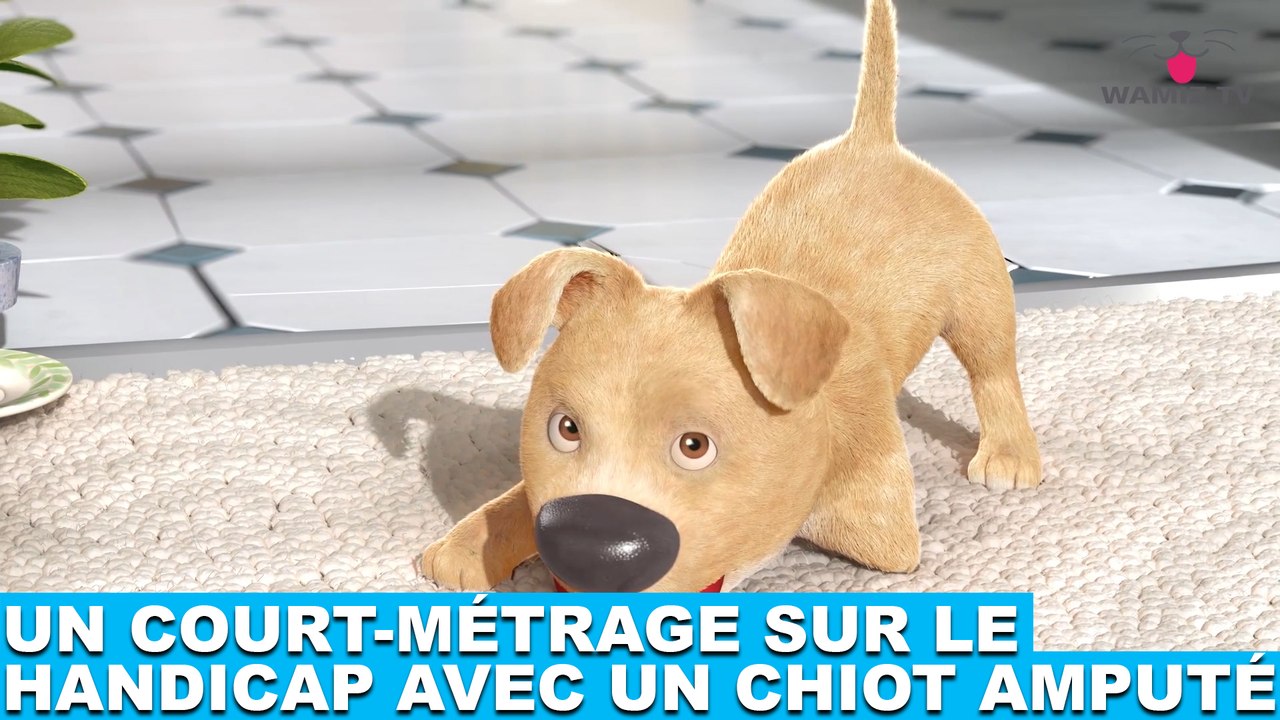 Un court-métrage sur le handicap avec un chiot amputé ! Découverte dans la minute chien #142