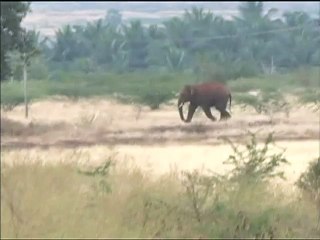 তামিল নাড়ুর একটি গ্রামে বন্য হাতির তাণ্ডব