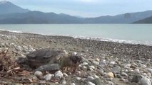 Fethiye Sahilinde Ölü Caretta Caretta Bulundu