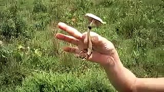 Real Psilocibes Cubensis From Brasil Growed in Cow shit!!