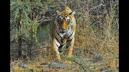 Kanha National Park Tour Packages Price | tigersafariindia.in