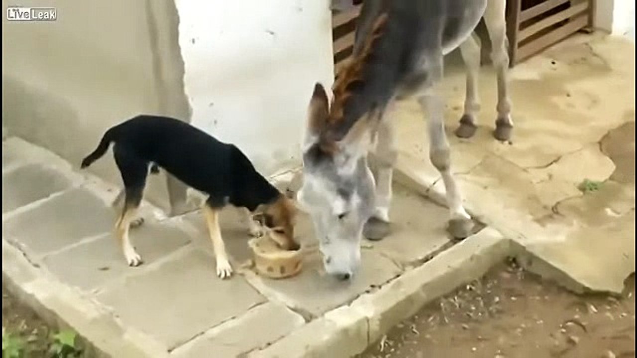 donkey