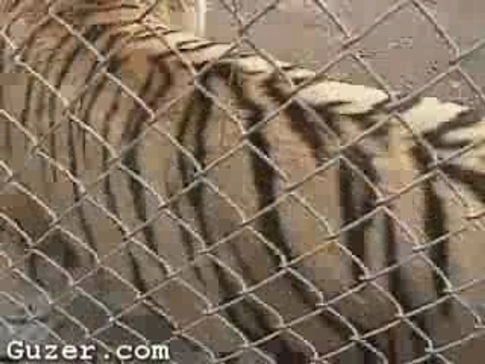 Attaque surprise d'un tigre !!!