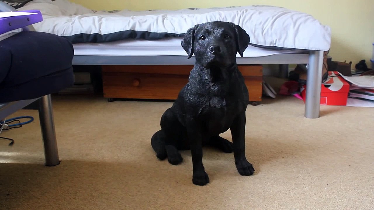 EXTREMELY WELL TRAINED DOG (VERY IMPRESSIVE)