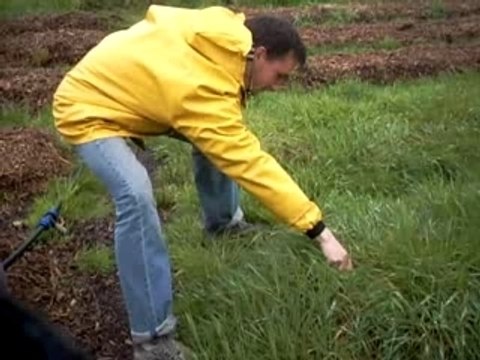 BRF et mauvaises herbes