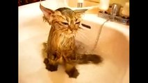 Funny Crazy Cats Playing in Water & Taking Baths - Funny Kitty Cats, Funny Pets, Funniest