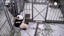 Panda cub gives zoo keeper surprise bear hug