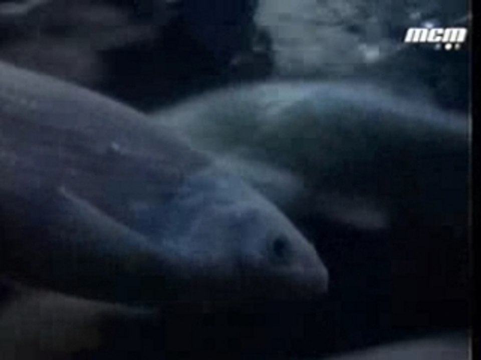 Noir Desir - Aux Sombres Héros De l'Amer