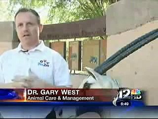 Phoenix Zoo Arabian Oryx story featured on Channel 12