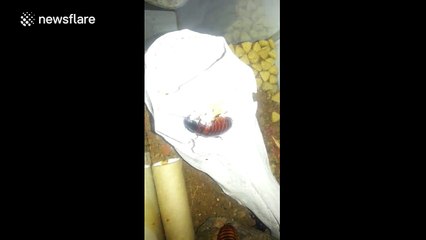 This is what a cockroach looks like after giving birth