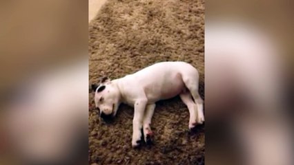 Perro se lleva el susto de su vida por pedo o gases de su dueño