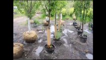 hhh   Pear Trees    Bucks County Pa Grower