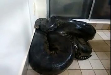 Cet homme a trouvé un anaconda chez lui, ce qu'il va se passer ensuite va vous effrayer