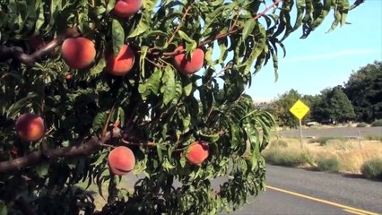 Colossal Columbia Sturgeon (1 of 4)