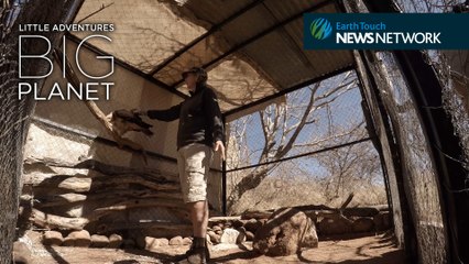 Warthog cuddling & pangolin kisses: The life of a wildlife warrior