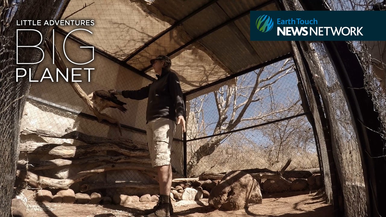 Warthog cuddling & pangolin kisses: The life of a wildlife warrior