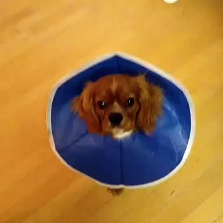 Oliver and Shellies post on Vine 25