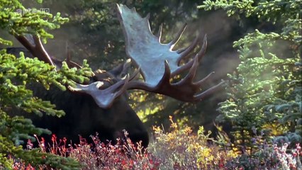 Curiosités Animales: Régénération, La Salamandre & L'élan