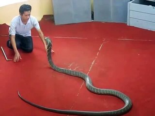 Man Kiss On Snake Head