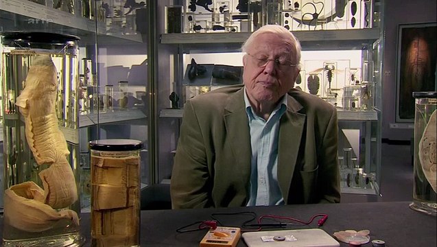 Curiosités Animales: Super Sens, Anguilles & Plantes