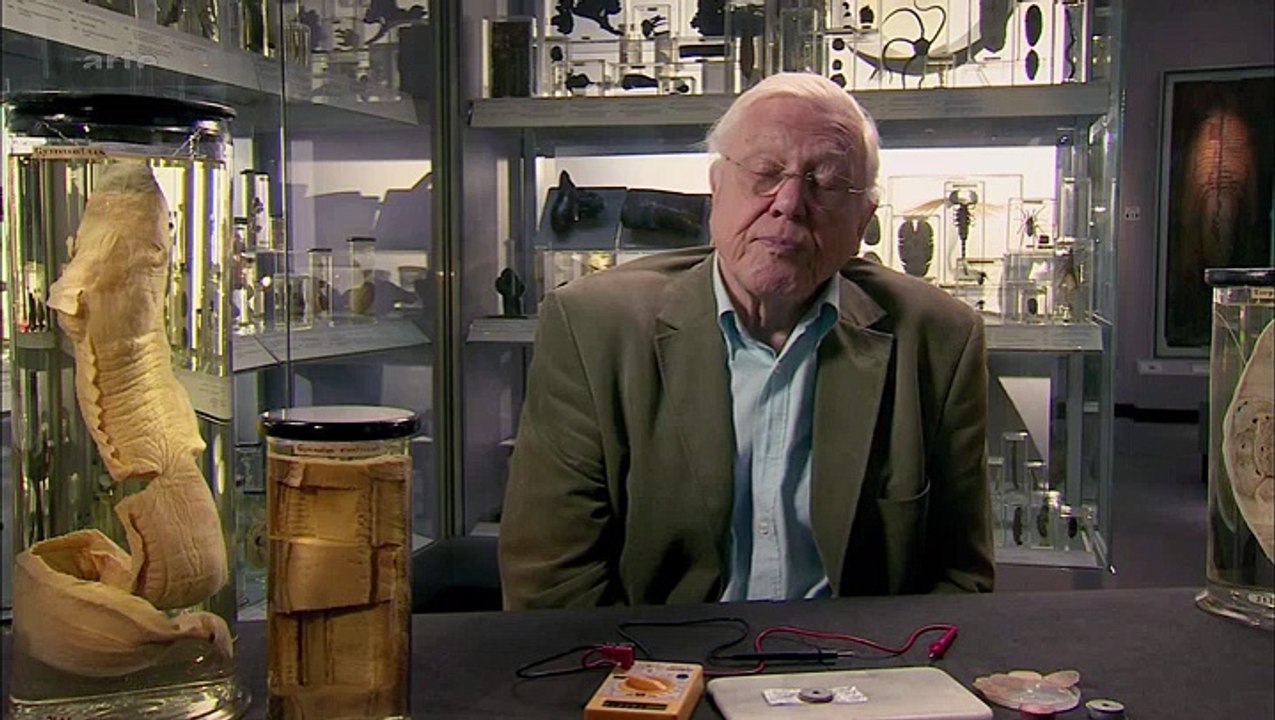 Curiosités Animales: Super Sens, Anguilles & Plantes