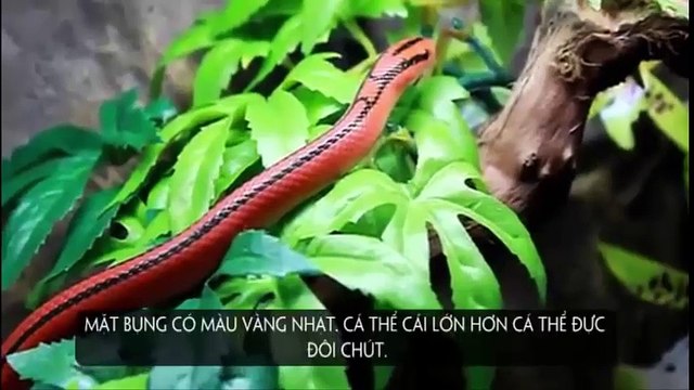 Khám phá loài rắn có ngoại hình quyến rũ, toàn thân đỏ rực