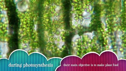 chloroplast project for science class
