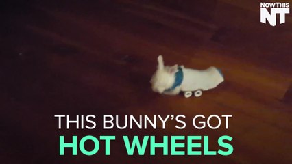 Paralyzed Bunny Uses A Skateboard To Get Around