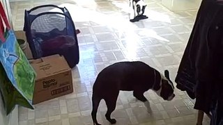 Boston Terriers Playing Tug