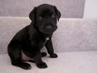 first day of Labrador puppy