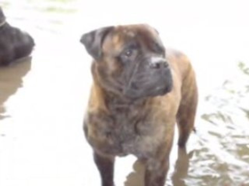 baignade rott bullmastiff et staffie