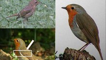 Chants d'oiseaux