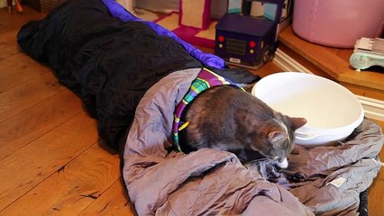 Funny Cats Compilation 2015 - Teaser