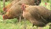 Agriculture : faire revivre les volailles d'autrefois
