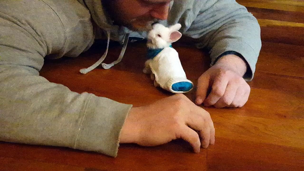 Ce bébé lapin paralysé réussi à bouger grâce à un mini-skateboard