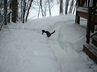 Elaine burrows in snow