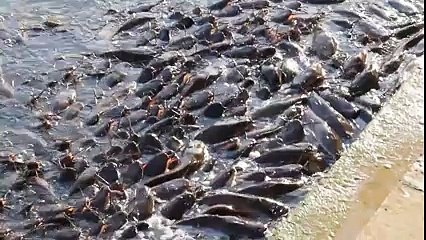 Aç Balıklar Karaya Çıkıyor! Çok İlginç! Yok Böyle Bir Şey