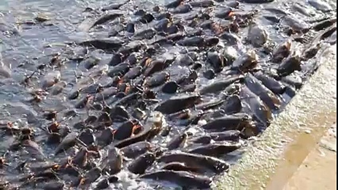 Aç Balıklar Karaya Çıkıyor! Çok İlginç! Yok Böyle Bir Şey